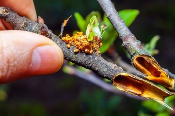 Inspecting an apple tree branch for signs of canker sore during the spring budding season.