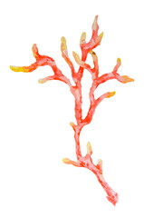 Red and yellow coral branch. Watercolor hand drawn illustration of tropical reef flora. Great for marine projects, ocean decor, children's designs, diving themes, beach visuals and summer prints