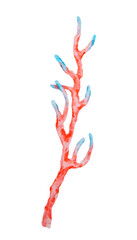 Red coral branch with blue tips. Watercolor sea life illustration for marine-themed designs, aquarium decor, travel materials, diving tours, and children's ocean exploration projects.