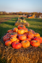 Decorative pumpkins at halloween farm market