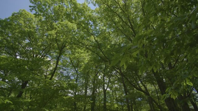 宮城県七ヶ宿町 長老湖の風景 Scenery of Lake Choro in Shichikashuku Town, Miyagi Prefecture