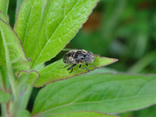 Small spot-eye hover fly (Eristalinus sepulchralis) resting on a herbaceous plant