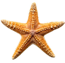 starfish on white generative ai