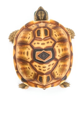 Florida box turtle - Terrapene carolina bauri - sun bleached carapace with small patch of skin showing pattern design, found in the woods isolated on white background under inside upper shell view