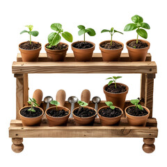 Fototapeta premium Seedlings growing in terracotta pots on wooden shelf