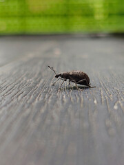 Small Dark Weevil on a Wooden Surface