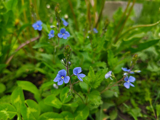 Delicate Blue Speedwell Flowers Blooming in Spring