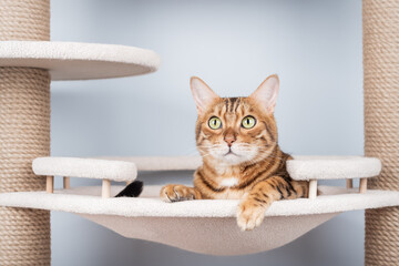 Bengal cat resting on a cat tree.