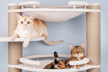 Two pedigree cats are resting on a cat tree.