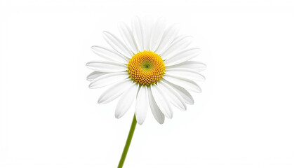 Stunning single daisy flower with bright white petals isolated on a clean white background