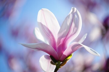 Fototapeta premium Beautiful blooming magnolia flower against a clear blue sky in springtime