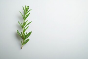 Fototapeta premium Fresh Green Rosemary Sprig on White Background