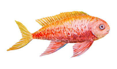 Fototapeta premium Tropical orange-red fish with yellow fins. Watercolor hand drawn illustration of a bright sea creature. Perfect for marine-themed designs, kids projects, aquarium decor, diving and travel visuals.