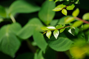 green leaves on a tree