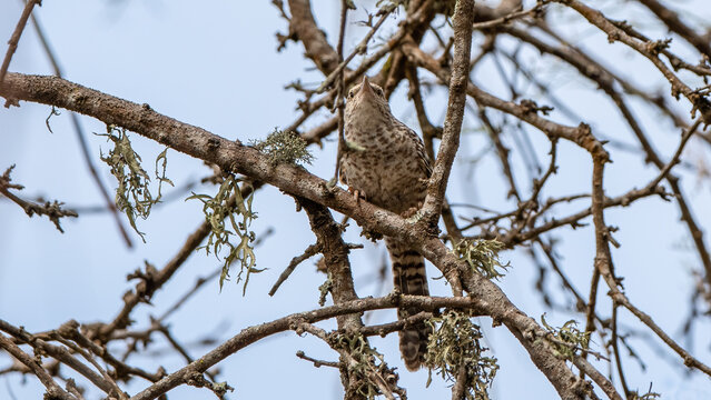 The fasciated wren (Campylorhynchus fasciatus) is a species of bird in the family Troglodytidae. It is found in Ecuador and Peru.