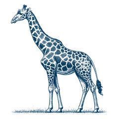 Naklejka premium giraffe vector