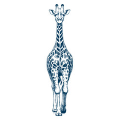giraffe vector