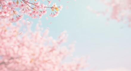 Cherry Blossom in Bloom
