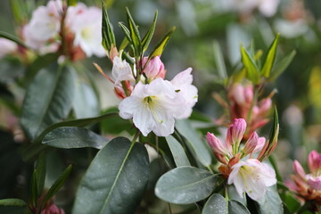 A group of white flowers with pink tips are blooming in a garden. The flowers are arranged in a way...
