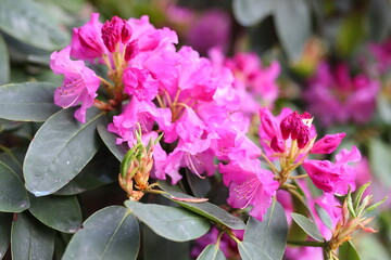 A bunch of pink flowers with green leaves. The flowers are in full bloom and are very pretty