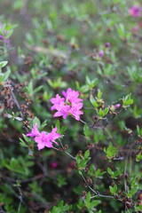 A bunch of pink flowers are in a field of green grass. The flowers are small and delicate, and they are scattered throughout the field