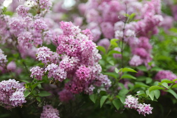 A bunch of pink flowers with green leaves. The flowers are in full bloom and are very pretty