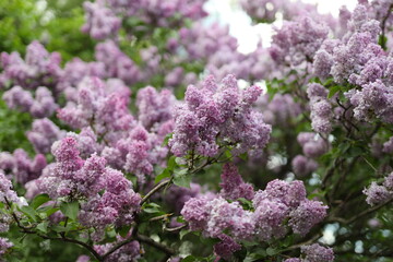 Obraz premium A large bush full of purple flowers. The flowers are in full bloom and are very pretty. The bush is surrounded by green leaves and branches