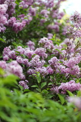 Obraz premium A close up of purple flowers with green leaves. The flowers are in full bloom and the leaves are lush and green. Concept of beauty and tranquility, as the vibrant colors of the flowers