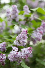 A close up of a purple flower with a green stem. The flower is surrounded by green leaves