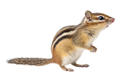 Fototapeta premium chipmunk isolated on white background PNG. AI GENERATED