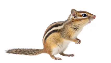 chipmunk  isolated on white background PNG. AI GENERATED