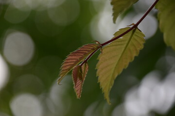 Green leaves on a branch in the forest. Shallow depth of field.