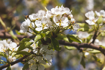 Obraz premium Spring flowers on a fruit tree on a sunny May day. Close-up of the plant. Blurred background.