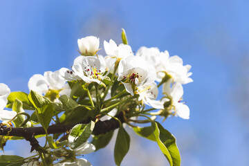 Spring flowers on a fruit tree on a sunny May day. Close-up of the plant. Blurred background.
