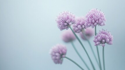 Obraz premium Delicate, pastel-toned chives in soft focus