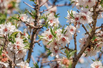 Almond tree branch full of white flowers blooming in spring
