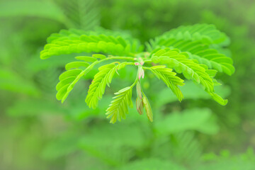 Tender tamarind leaves, pale green with red-tinted tips, stand out against a lush green background.