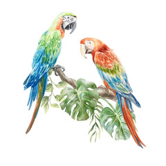 Macaw parrots sitting on a tropical tree branch with monstera and palm leaves. Hand drawn watercolor illustration isolated on white. For postcards, invitations, summer banners, posters, covers.