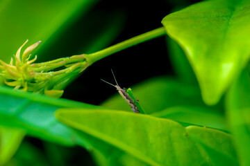 Pequeño insecto sobre una rama