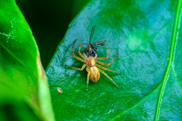 Una araña alimentandose en una hoja