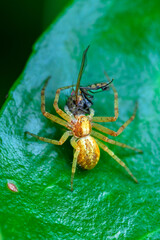 Una araña alimentandose en una hoja