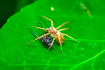 una araña comiendo una mosca