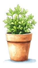 Obraz premium Watercolor Parsley in Pot
