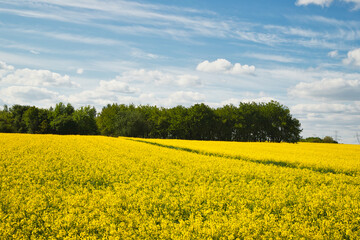 Obraz premium Rzepak kwitnący żółty na polach uprawnych w maju