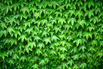 Lush green leaves of Vichi vine close up. Green wall in landscape design. Nature background