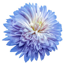 Chrysanthemum  flower  on  isolated background with clipping path. Closeup. For design. Transparent background.	