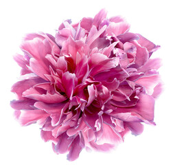 Pink peony flower  on   isolated background with clipping path. Closeup. For design. Transparent background.	