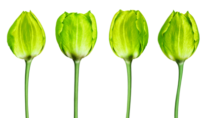 set tulips   flowers   on  isolated   background. Close-up. Flower buds on a green stem. For design. Transparent background.	