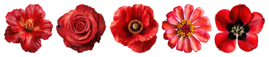 PNG Vibrant red floral arrangement, element set on transparent background