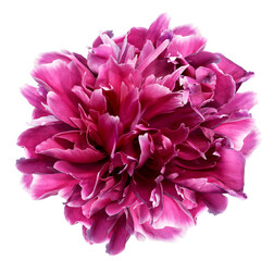 Pink peony flower  on   isolated background with clipping path. Closeup. For design. Transparent background.	